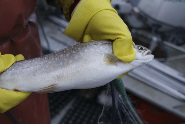 Schweizer verzehrten 2018 zwar weniger, aber teureren Fisch als im Vorjahr. (Bild lid)