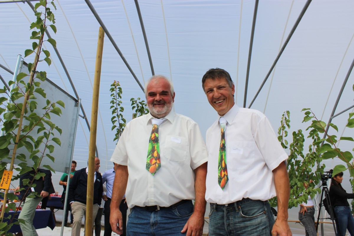 Die beiden Seetaler Obstproduzenten Urs Baur und Robert Siegrist haben die schweizweit grösste Aprikosenanbaufläche unter Folientunnel in Betrieb genomemen. (Bild zVg)