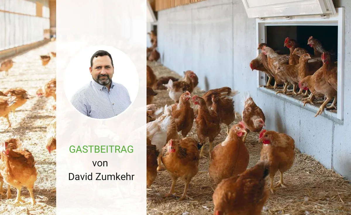 Das IP-Suisse-Weidepoulet ist ein Weg zwischen Bio und RAUS