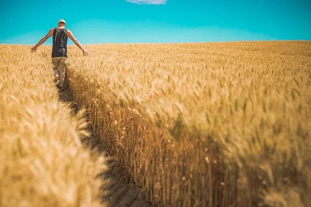 49cd7edbee441c628841dbf0467af13b13b3d933 Der TIF will Subventionen für Tierprogramme streichen und dafür die Arbeitsleistung der Landwirte mit Beiträgen entschädigen. (Bild pixabay)