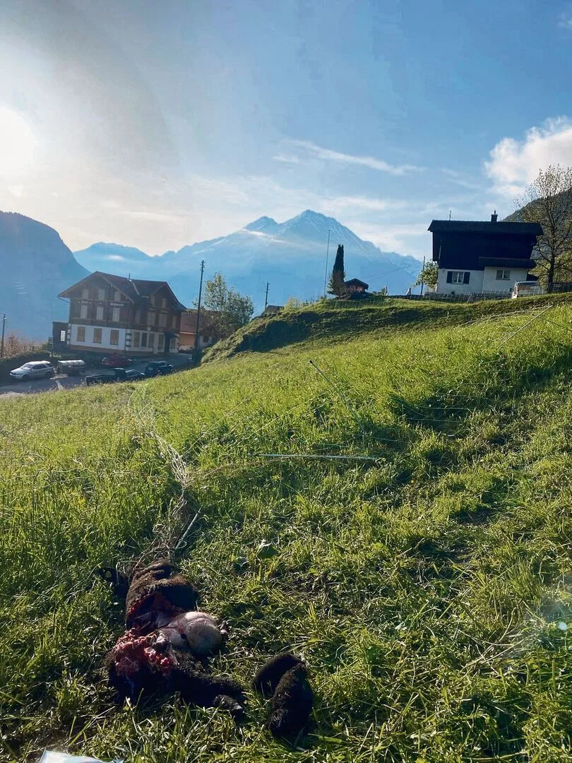 c0dfb3413ccabd3d04538348c16b594b42e274cef45d5e6da945b20c780a578b Unweit von Wohnhäusern und einem beliebten Wanderweg hat der Wolf in zwei Nächten in Folge zugeschlagen.