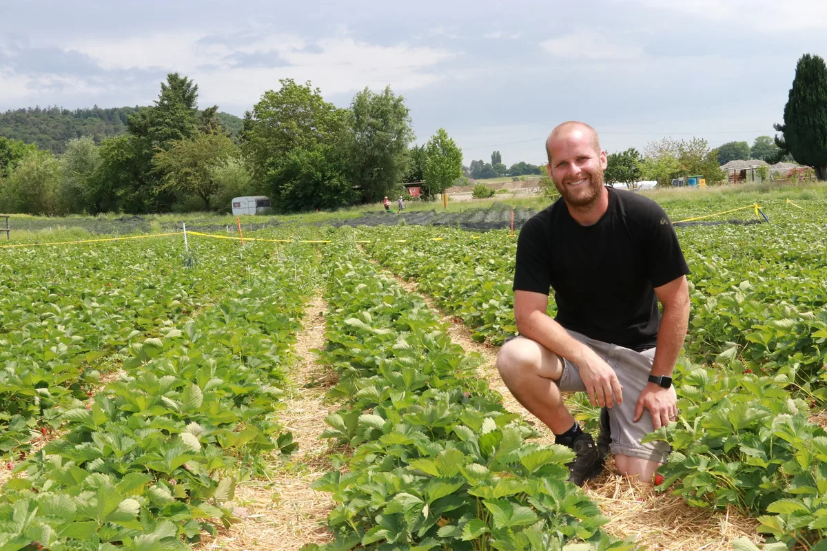 Luescher_Tobias Erdbeerproduzent Tobias Lüscher: «Bisher ist es ein Superjahr»
