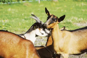 Wenn die Ohrmarken sorgfältig angebracht werden, gibt es keine Infektionen.(Symbolbild rae)