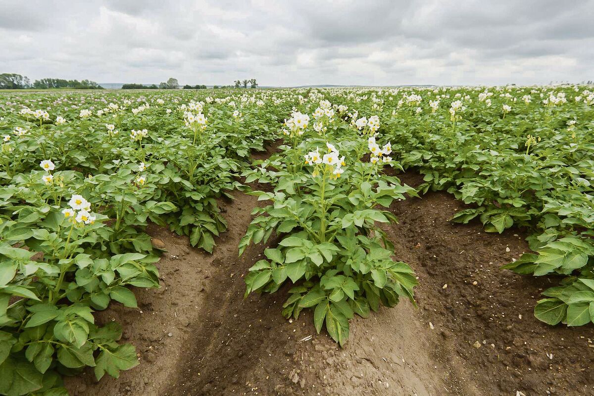 Schweizer Kartoffeln wird es immer brauchen, allerdings haben sich die Ansprüche der Konsumenten verändert. Damit sind die Zeiten vorbei, als der Landwirt reiner Rohstoffproduzent war.