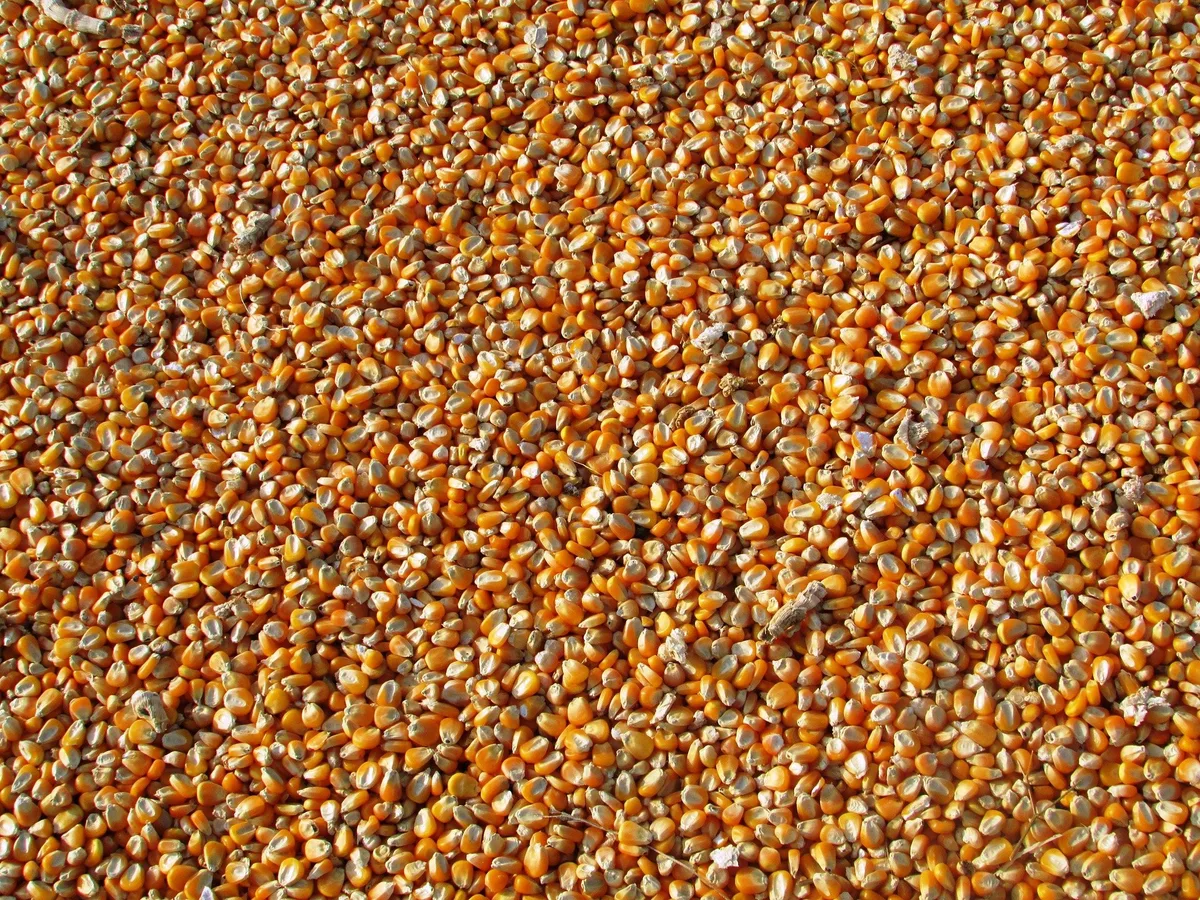 corn-g04d260eba_1920 Trotz schwieriger Versorgungslage gibt es weiterhin GVO-freies und nachhaltiges Futtersoja