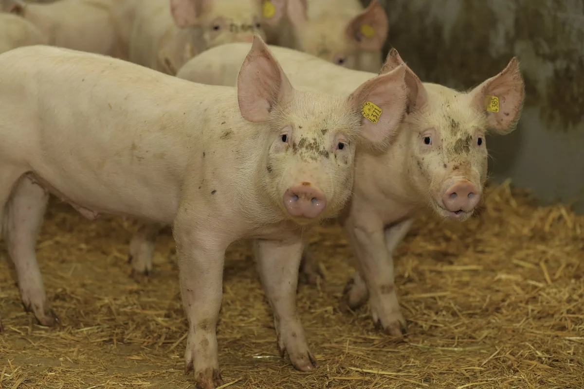 101a4dc0eb19282beca93bcfafabe381dd336271 Die kommende Agrarpolitik fokussiert vermehrt auf Umwelt und Tiergesundheit (Bild BauZ)