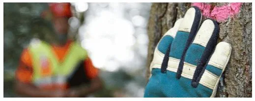 ebb5e582abdcdaaec59a94017054c65b6340d0ac Ausbildung und Ausrüstung sind wichtig für sicheres Arbeiten im Wald. (Bild Wald Schweiz)