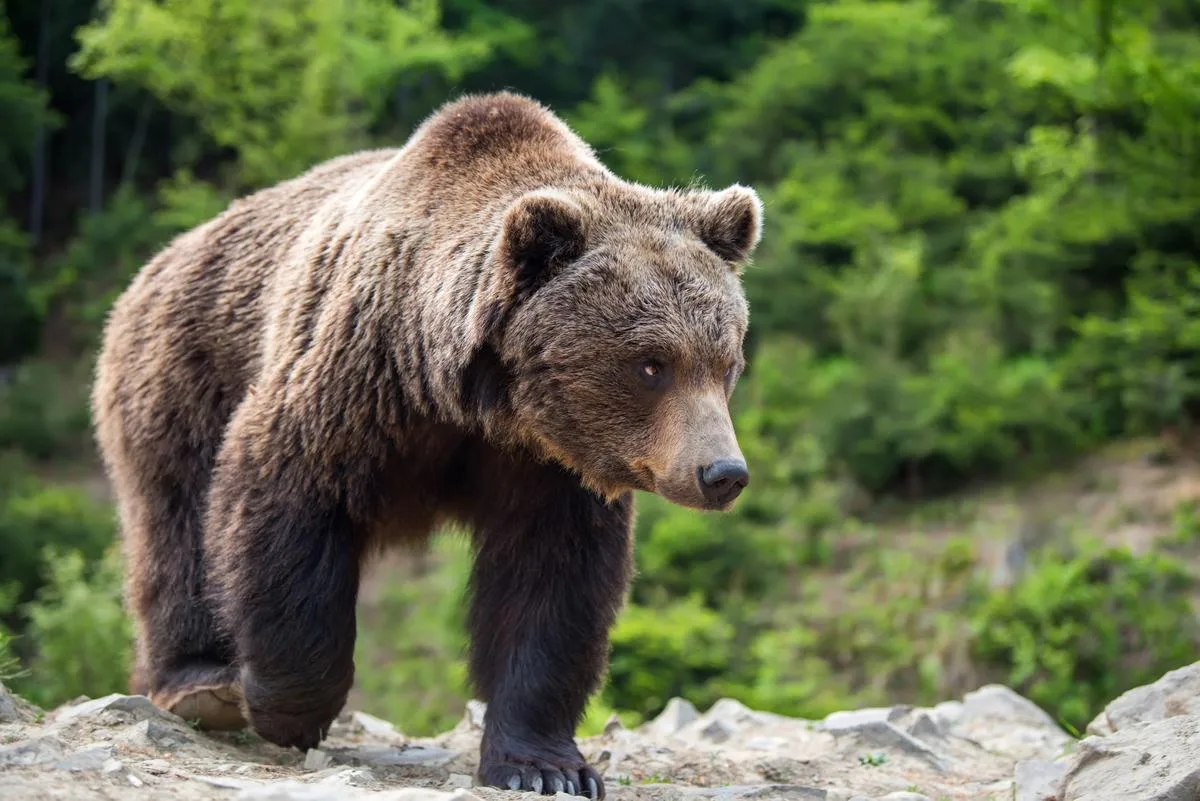 Baer_AdobeStock Jogger in Norditalien von Bär angegriffen und getötet