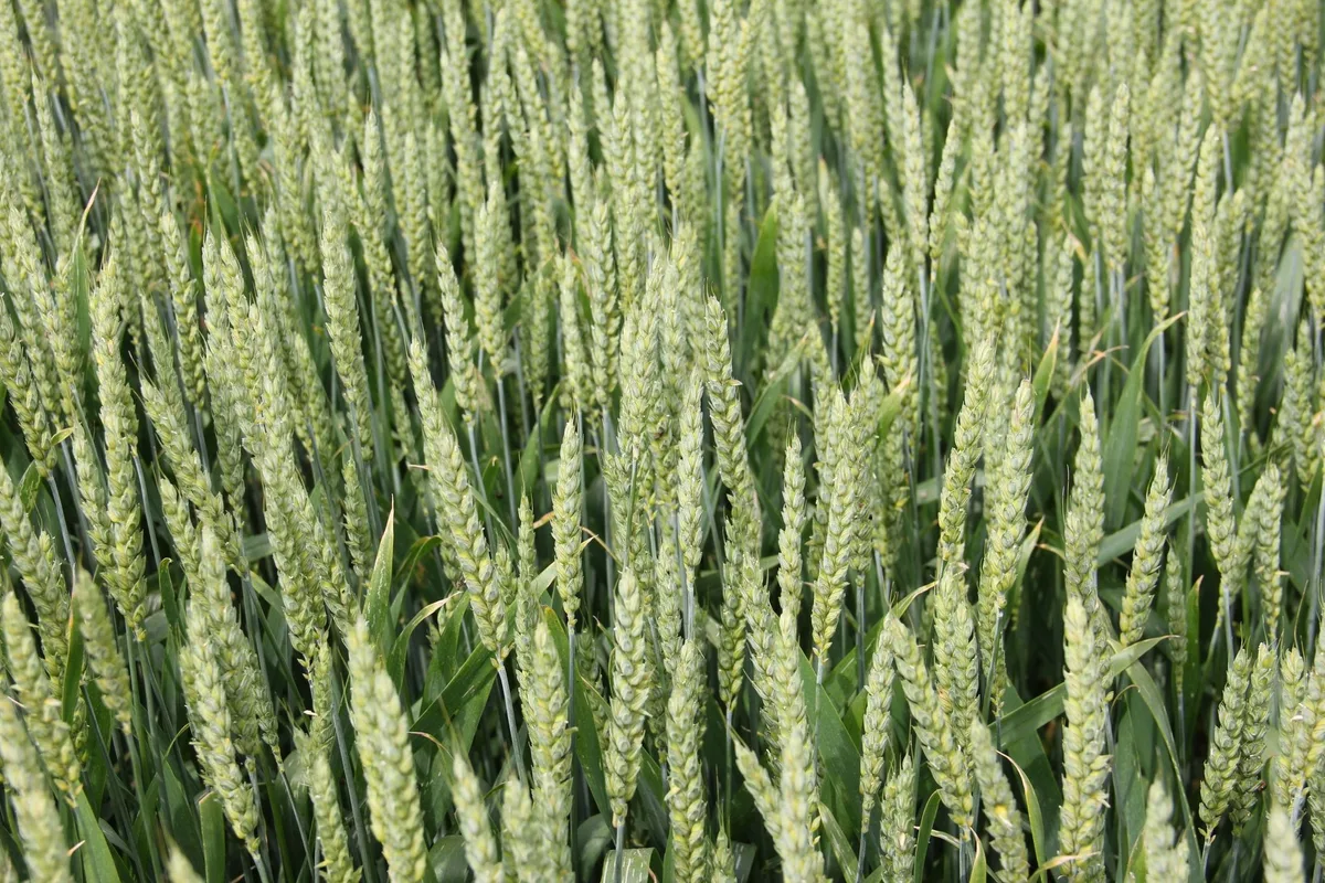 Der Richtpreis für Brotgetreide bleibt 2023 auf gleichem Niveau