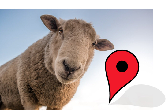 Mit einem GPS-Sender kann der Landwirt seine Schafe finden. (Fotomontage asa / Pixabay)