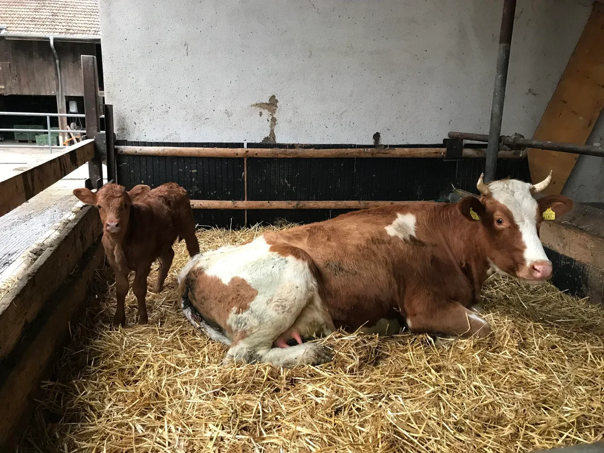 11ec88bcf64fd12cef457d0b13131a17c00aa6df Bei der muttergebundenen Kälberaufzucht ist die Milchkuh Mutter und wird zudem gemolken. (Bild Alexandra Stückelberger)