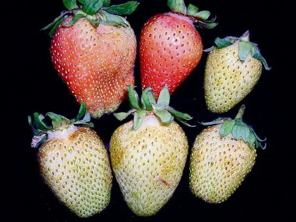 e97de1a07ac800ebff44483f7de2669f5f090cedcc7f147b771c7e4ea26a089a Thripsschäden bei Erdbeeren: Nützlinge zeigen gute Wirkung bei der Bekämpfung des winzigen Insekts.