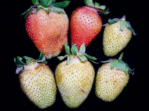 Thripsschäden bei Erdbeeren: Nützlinge zeigen gute Wirkung bei der Bekämpfung des winzigen Insekts.