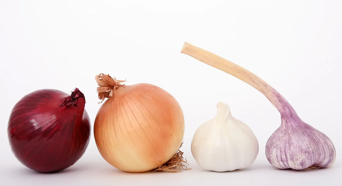onions-g4c8b3486d_1920 Der Zwiebelanbau legt zu