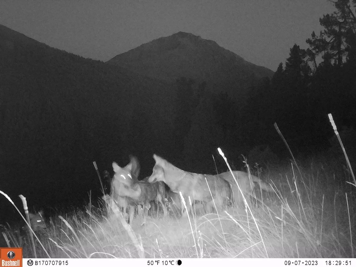 wolfsrudel_nationalpark Graubünden hat ein besonderes 13. Wolfsrudel