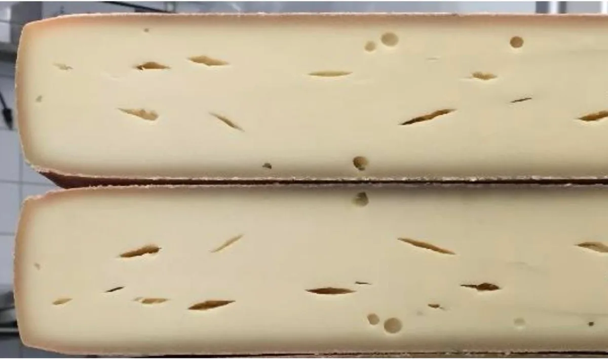 0488a359040a004a2f50988af0be9bdbee7b4c1a : Raclettekäse mit fehlerhafter Lochung verursacht durch eine Propionsäuregärung. (Bild Merkblatt Agroscope)