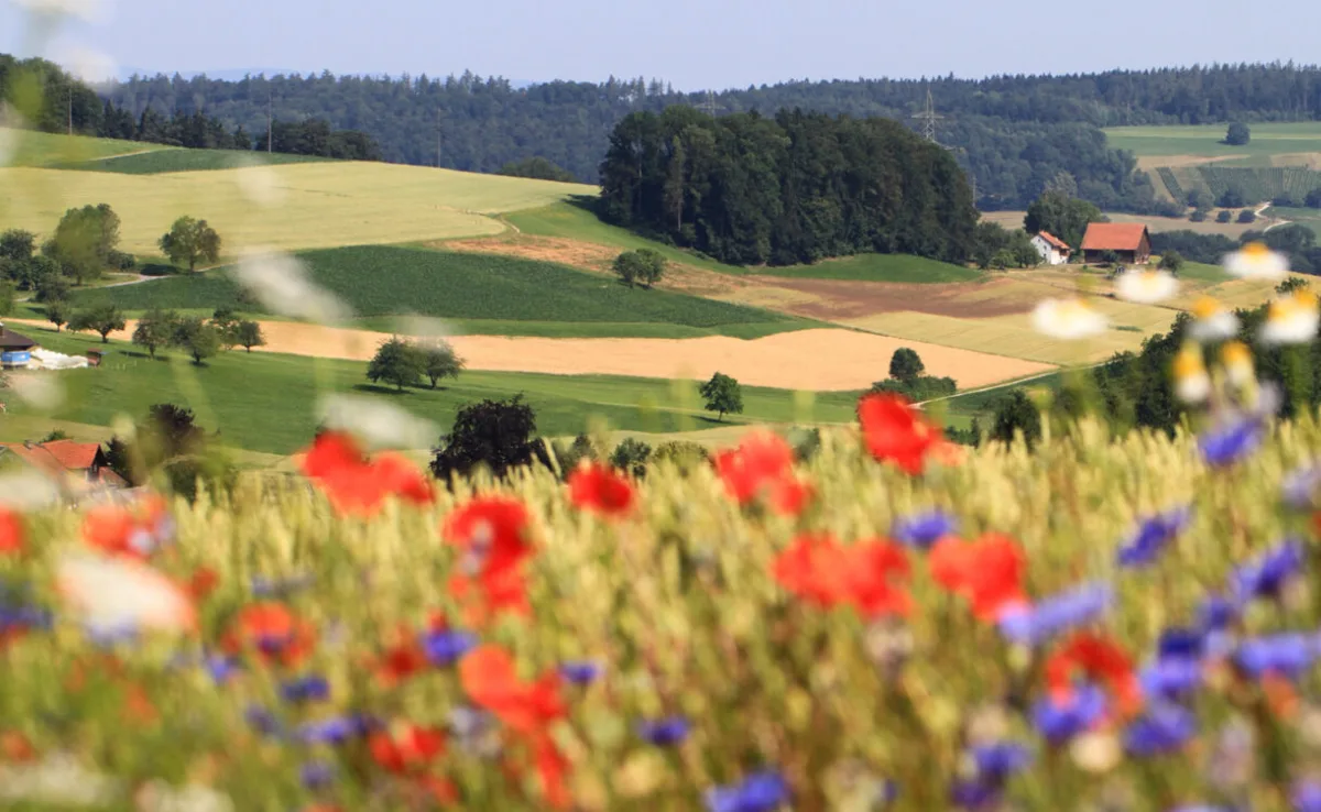 biodiversitaet_agroscope_tschumi Warum welsche Bauern seltener an Massnahmen für die Biodiversität teilgenommen haben