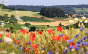 Damit sie umgesetzt werden, müssen Massnahmen zugunsten der Biodiversität zu den Präferenzen der Landwirte passen, schreiben die Studienautoren.