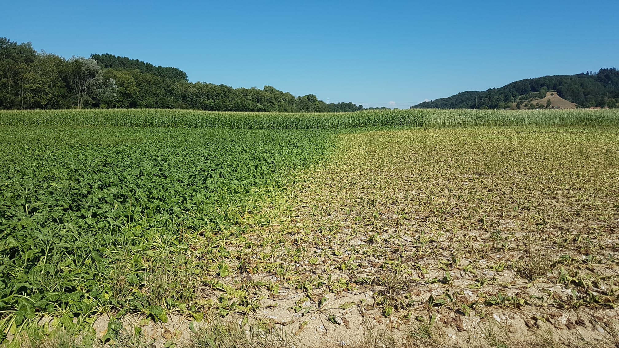 Das sonnige Wetter hält den Blattflecken-Druck zwar tief, aber Regen kann der Rübe jetzt nicht schaden