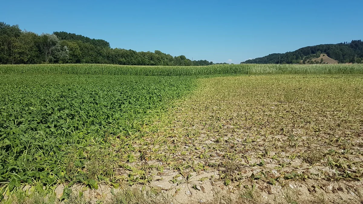 Das sonnige Wetter hält den Blattflecken-Druck zwar tief, aber Regen kann der Rübe jetzt nicht schaden
