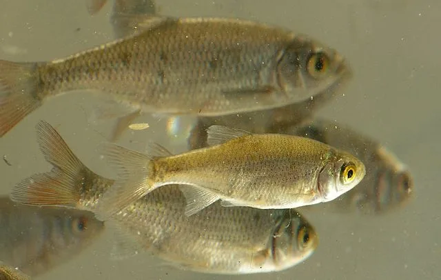 91ec8129c73f519f5dd1512c5f76c21688512948 Warum die Fische sich sammelten ist noch unklar. (Symbolbild I, Viridiflavus, CC BY 2.5, https://commons.wikimedia.org/w/index.php?curid=2352096)