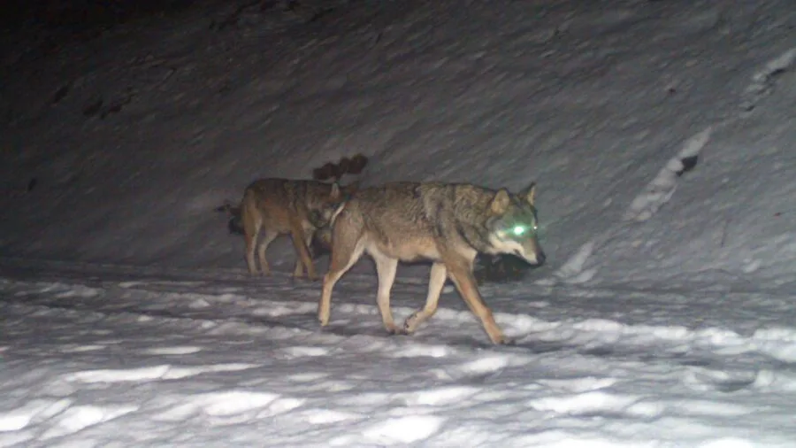Wolfimg_large Glarus für mehr Effizienz bei der Regulierung