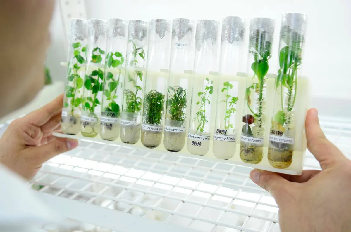 cfc9507fbdacd49817c61a0fc84122a60321a5bc Ein Projekt des CGIAR befasst sich etwa mit dem Zugang und der Dokumentation der genetischen Vielfalt von Pflanzen. (Bild CGIAR)
