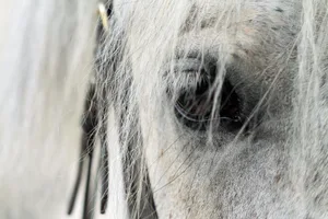 Gegen den früheren Thurgauer Kantonstierarzt wurde Anklage erhoben, unter anderem wegen Versäumnissen bei der Durchsetzung eines Tierhalteverbots im Fall des Pferdequälers von Hefenhofen.