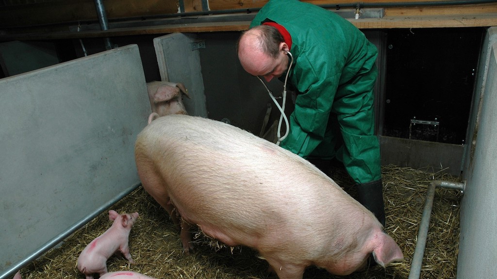In den angekündigten Kontrollen soll laut Behördenangaben der Fokus auf die Aktivitätsprotokolle der Tierärzte gelegt werden. (Bild agrar-press)