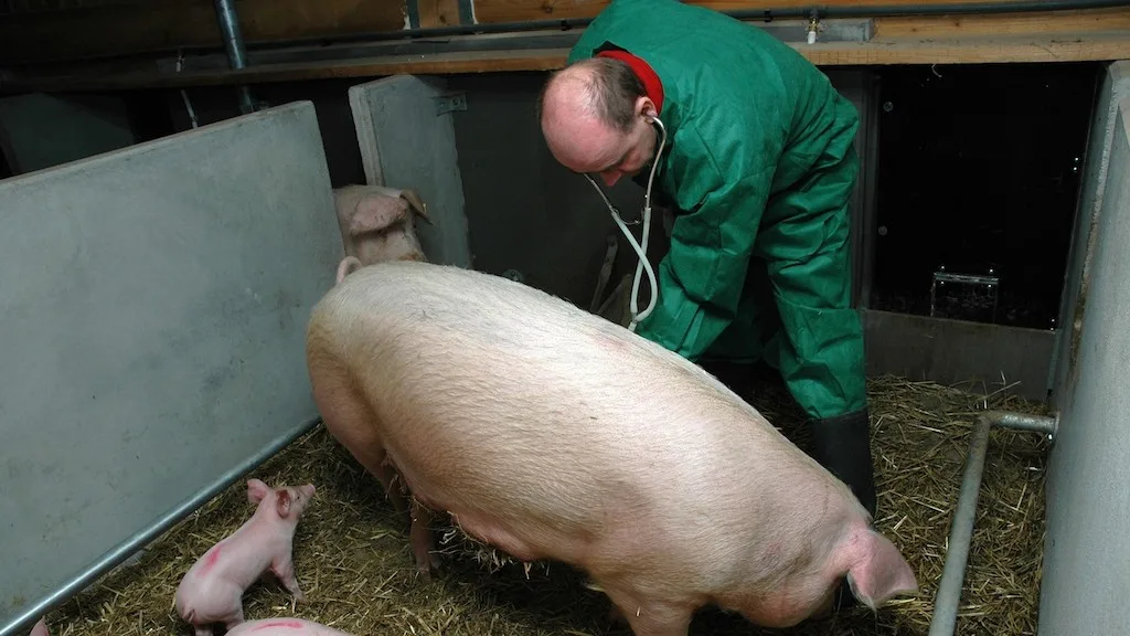 In den angekündigten Kontrollen soll laut Behördenangaben der Fokus auf die Aktivitätsprotokolle der Tierärzte gelegt werden. (Bild agrar-press)