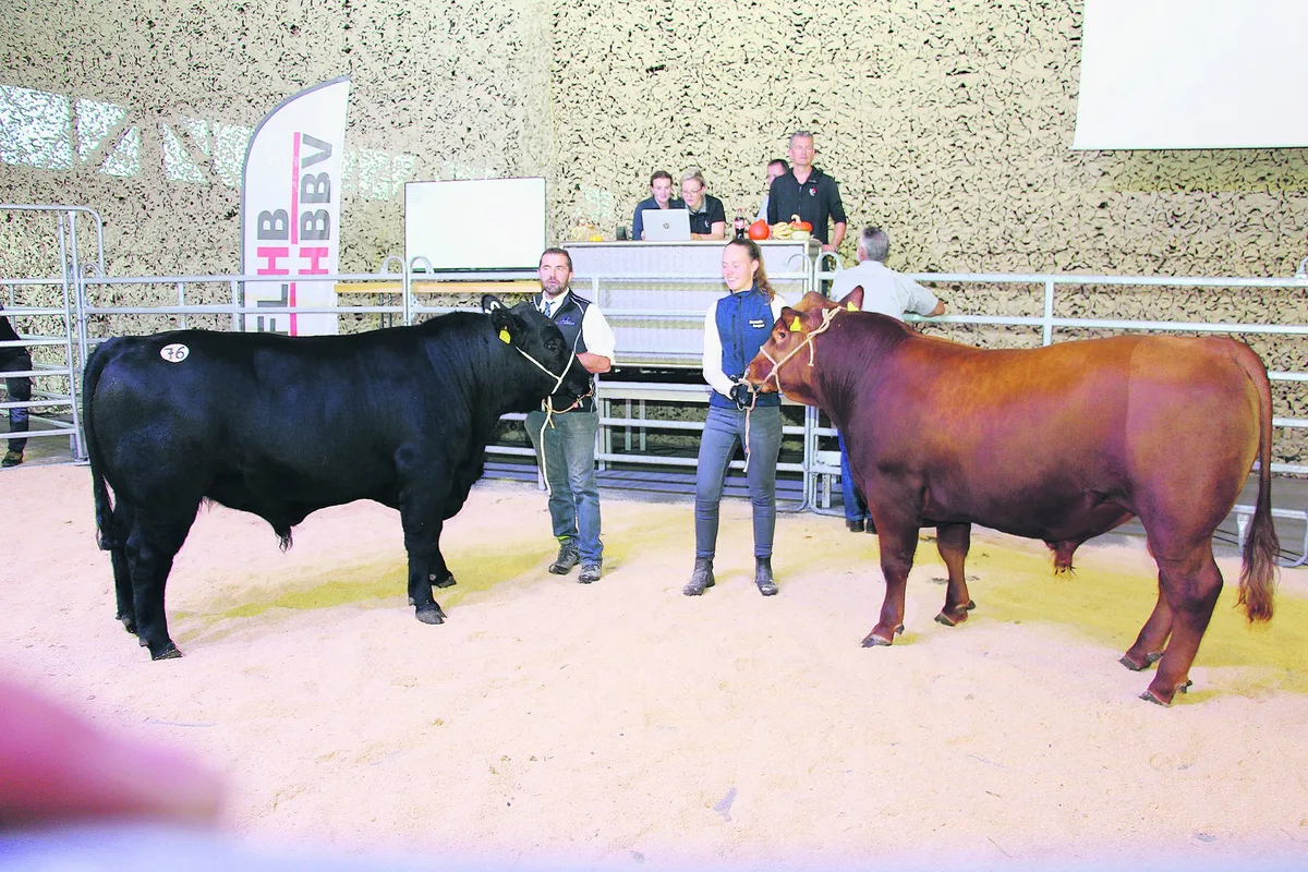 Erfolgreicher Stierenmarkt in Brunegg im Hybrid-Format