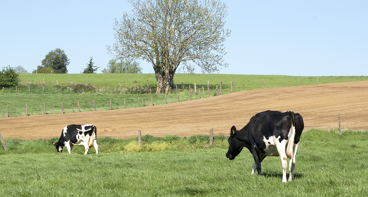 Für die Nachhaltigkeit spielt nach Meinung des EMB auch die faire Behandlung und Entlöhnung in der Landwirtschaft eine wichtige Rolle. (Bild Pixabay)