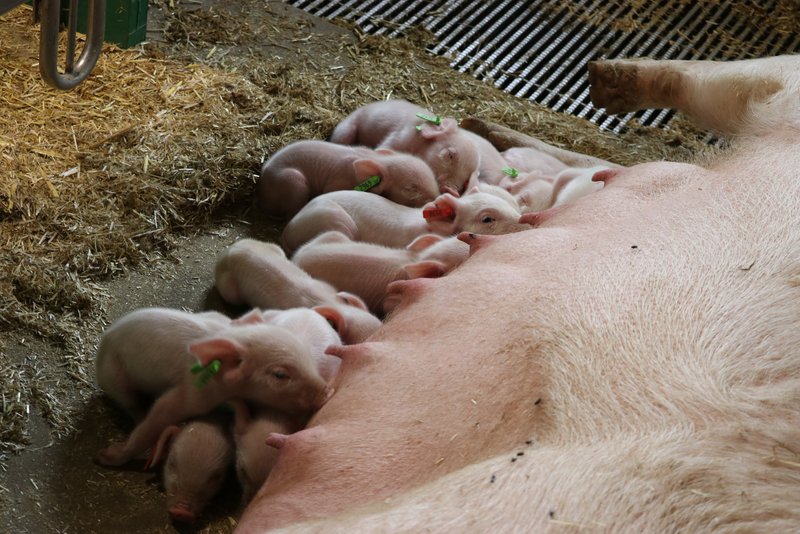 In Belgien werden künftig F1-Jungsauen mit Schweizer Genetik gezüchtet