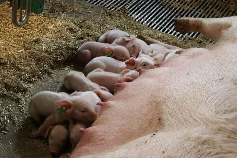 schweine_ferkel_rae In Belgien werden künftig F1-Jungsauen mit Schweizer Genetik gezüchtet