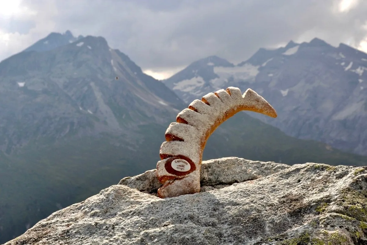 5c57f26a68a8e3ea11a4dd96f9693b2d202c3b71 Das Capricorn-Brot von Alpinavera, der Marketing-Plattform für regionale Landwirtschafts-Produkte aus Graubünden, Uri, Glarus und Tessin. Bild: zVg