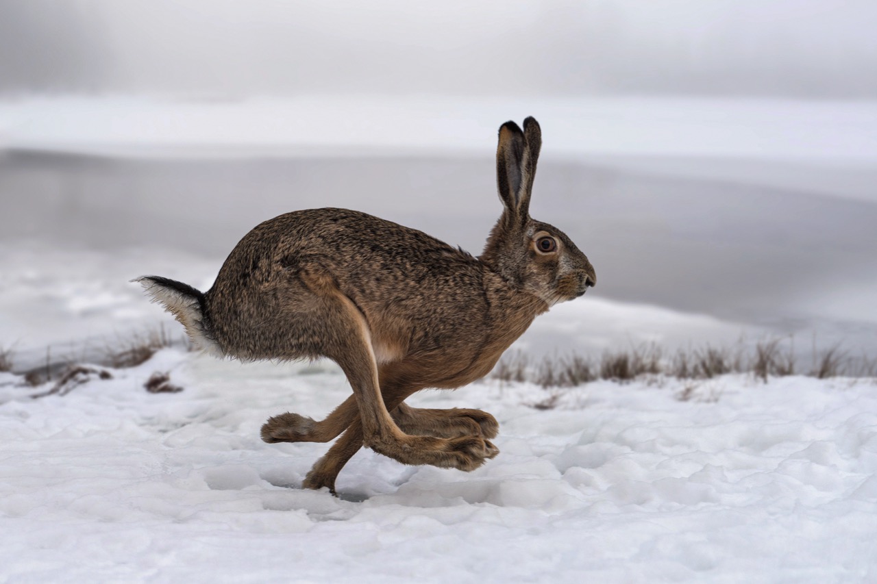 Der Feldhase ist wohl das bekannteste unbekannte Wildtier. Bild: Adobe Stock