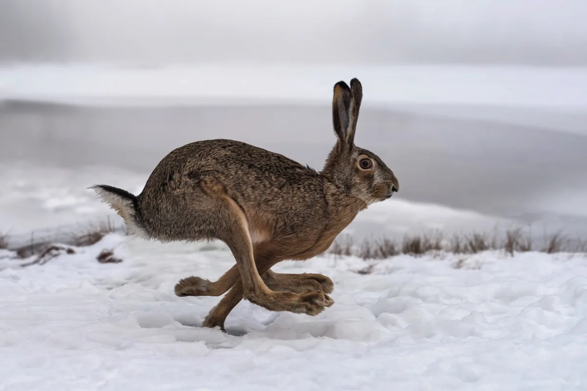 Der Feldhase ist wohl das bekannteste unbekannte Wildtier. Bild: Adobe Stock