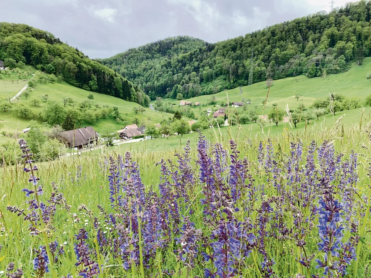 f5e9961acd816ad5ec67b6f7ba9d038d731e10220b9f6459d0e422edf8d354f6 Ökofläche in der Landschaft: Künftig soll es zusammengelegte «regionalisierte Projekte zur Förderung der Biodiversität und Landschaftsqualität» geben.