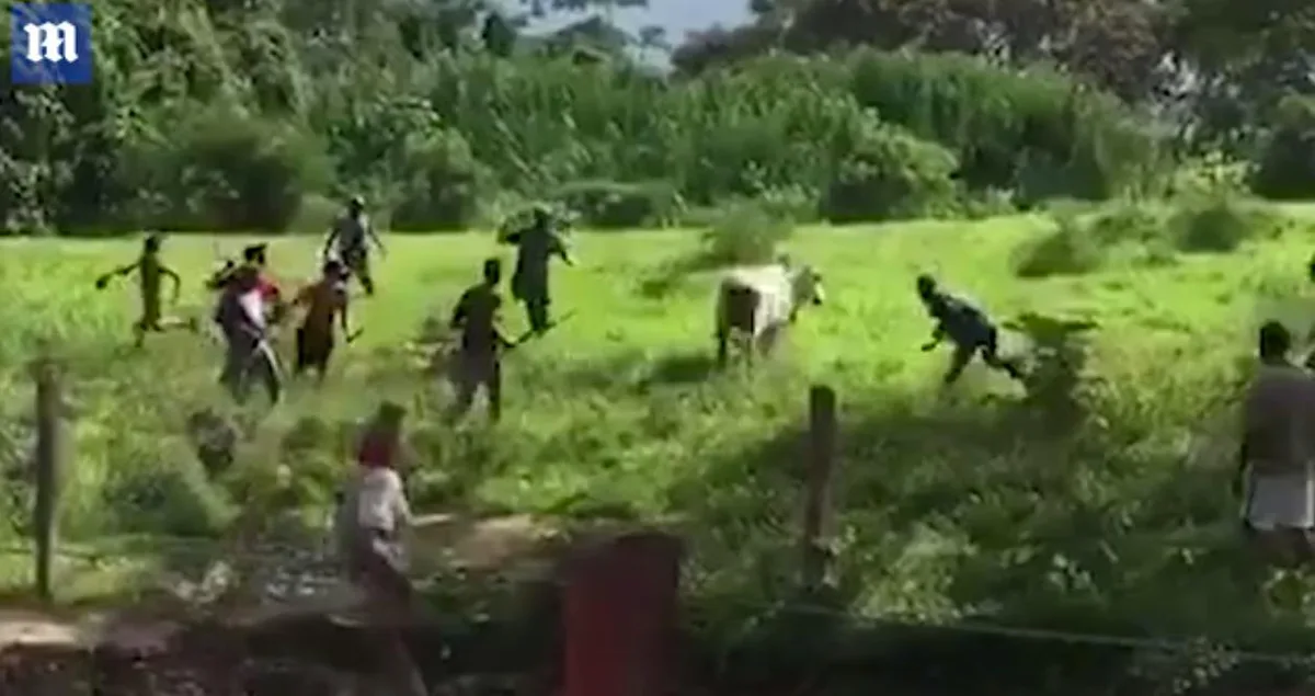 Eine Gruppe Männer jagt ein Rind und erschlägt es - dieses schockierende Video kursiert derzeit aus Venezuela. (Bild Screenshot Dailymail)