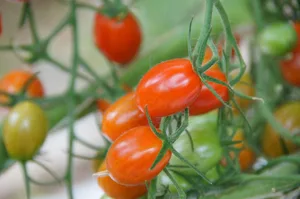 Cherry-Tomaten sind hierzulande beliebt. Der Konsum nimmt stetig zu. (Bild: Jonas Ingold)