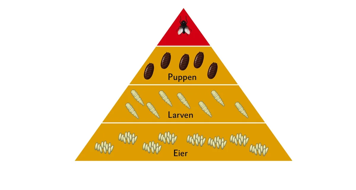 c08ececa84927d0581e0c526d658eb13 Bis zu 80 Prozent der der Fliegenpopulation befindet sich als Eier, Larven und Puppen im Mist oder im Güllekanal. Grafik: Doris Rubin