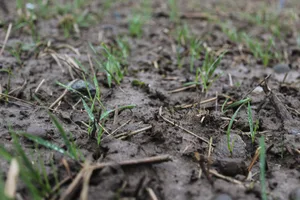 Der am 24. November gesäte Winterweizen ist trotz Spätsaat regelmässig aufgelaufen. Bild: Hans Ramseier