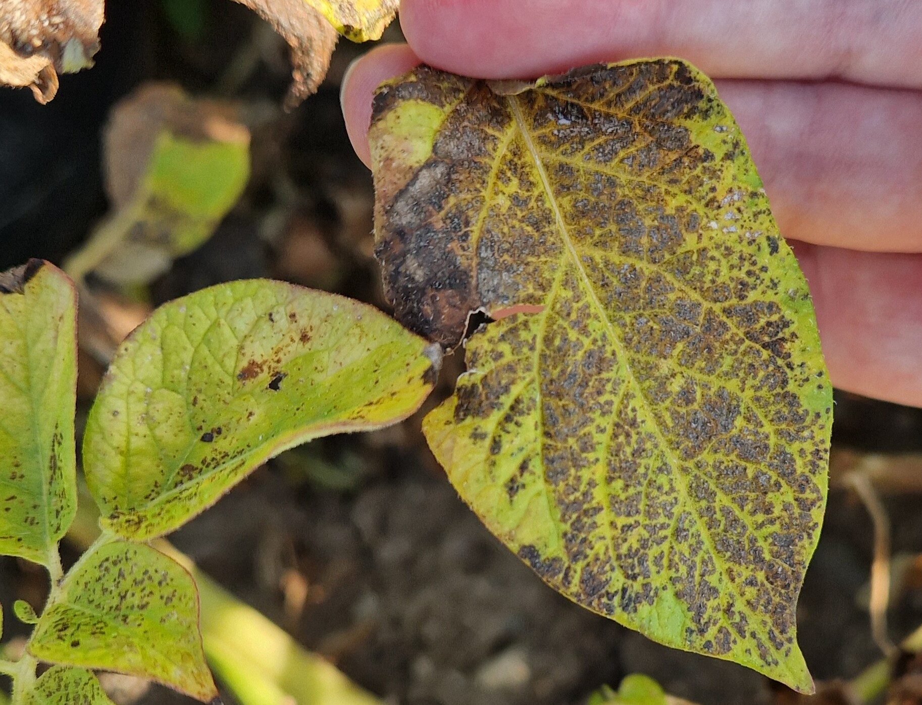 Kartoffelkraut Ende Juli 2026 mit zahlreichen Alternaria-Flecken im Agroscope-Alternaria-Versuch.