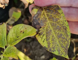 Kartoffelkraut Ende Juli 2026 mit zahlreichen Alternaria-Flecken im Agroscope-Alternaria-Versuch.