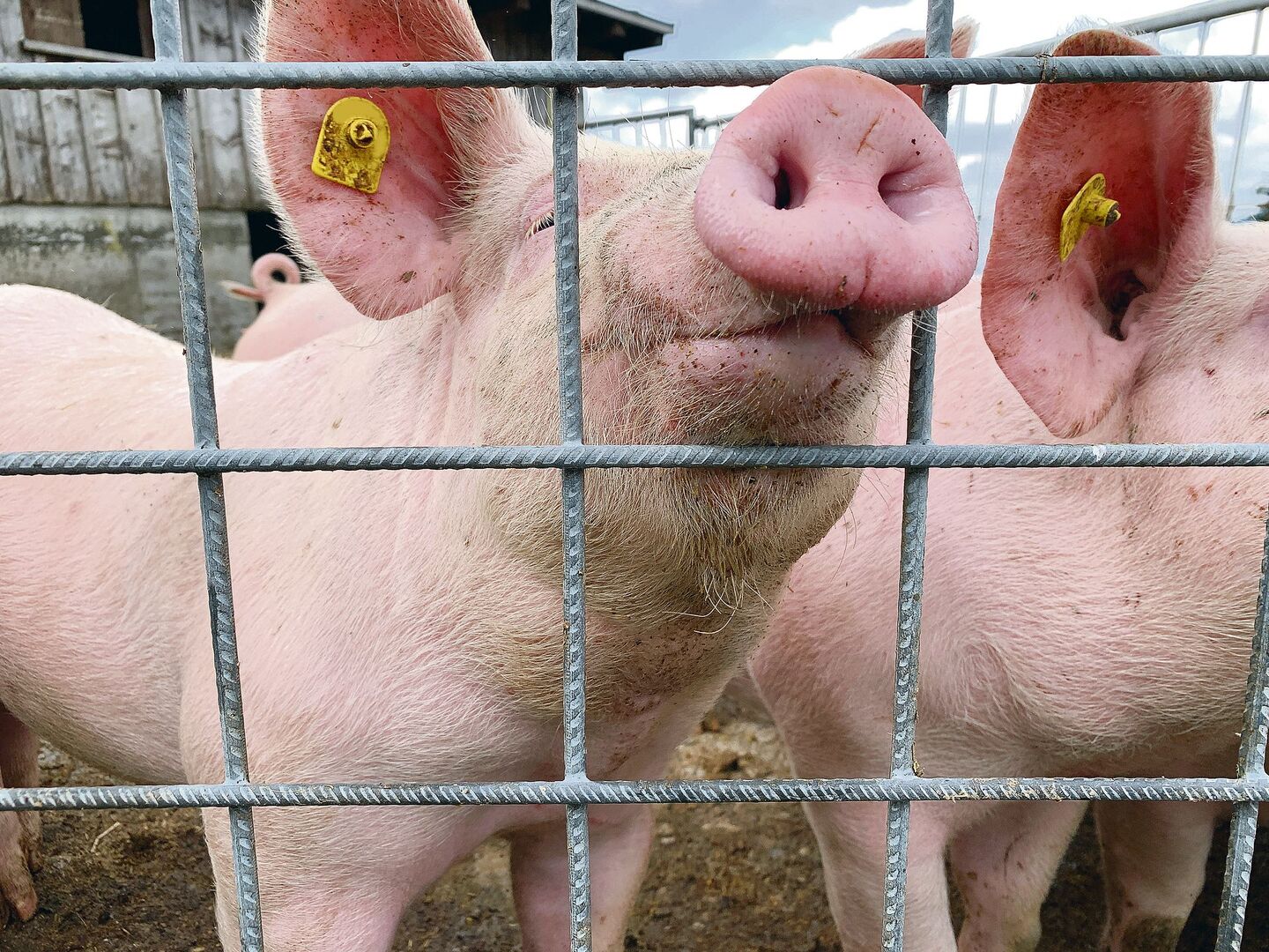 Auch Schweine sind sensible Schnüffler. Diskussionen um Gerüche aus der Landwirtschaft wird es trotz vieler Reduktionsmassnahmen wohl immer geben.