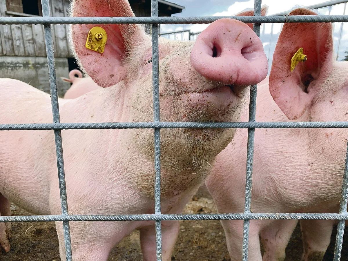 53a17badbdda81acc0cbcd8e2ea96d8ebd8bc9c410b58bb66ebebf810b9a9334 Auch Schweine sind sensible Schnüffler. Diskussionen um Gerüche aus der Landwirtschaft wird es trotz vieler Reduktionsmassnahmen wohl immer geben.