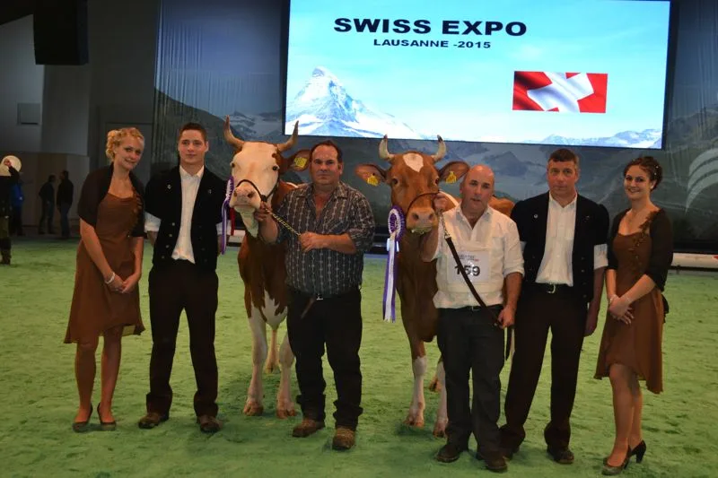 c8995bc3806a4f16b7a9f841bf75024055457ec2 Grand-Champion-Wahl bei den Swiss-Fleckvieh: Incas Roxane von Edith und Christian Delabays aus Châtelard-p-Romont FR (rechts) gewinnt vor Incas Anemone von Michel Rey, ebenfalls aus le Châtelard FR.