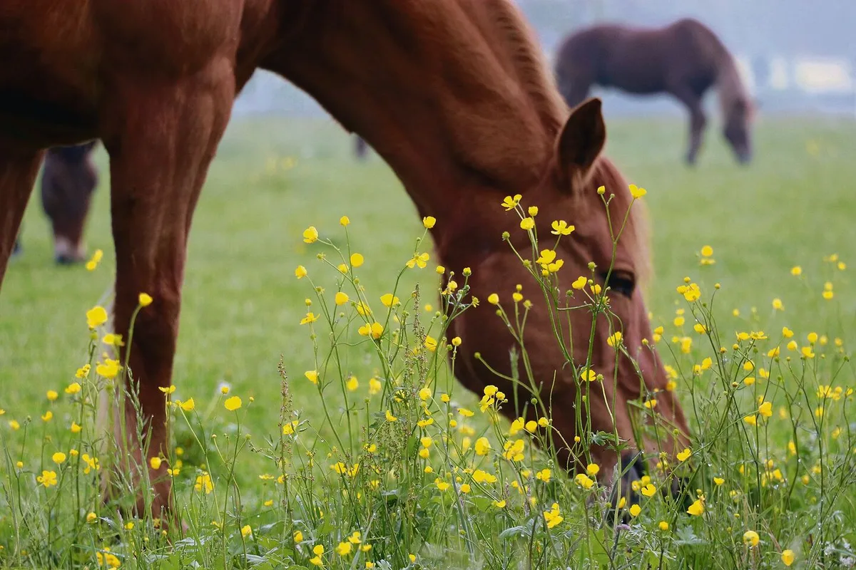 Dieses Blümchen ist im Futter unerwünscht: Scharfer Hahnenfuss ist in grünem Zustand giftig, nicht nur für Equiden.