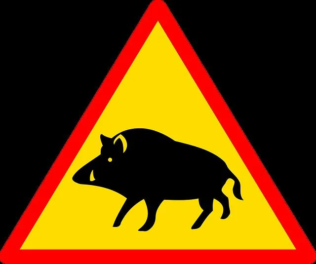 89df5d7cc0cc8ae8f21731619a8dfd32b8bc2296 Ein Töfflifahrer prallte gegen das tote Wildschwein. (Bild pixabay)