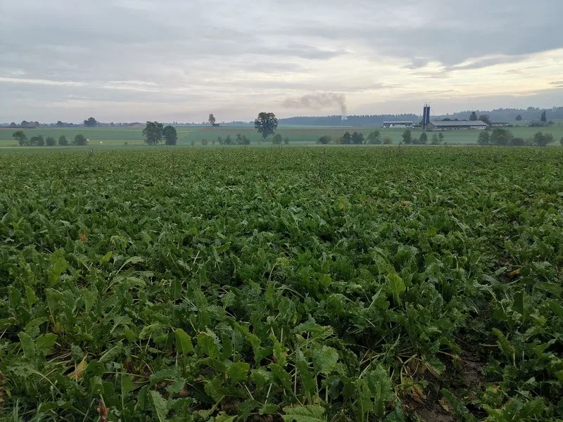 926a9ae5453dbdda4a79bff67f6e6c60ebb79ea8 m Falle von Zuckerrüben wäre ein Importverbot verheerend, da in der Schweiz keine Zucht oder Vermehrung existiert. (Bild lid / mg)